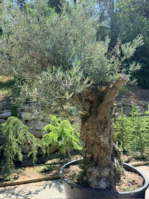 Olivenbaum, Stammumfang 160-180 cm, Höhe 240 cm